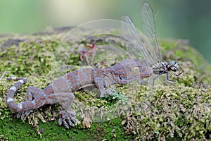 A young tokay gecko preys on a dragonfly.