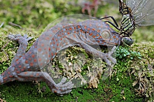 A young tokay gecko preys on a dragonfly.