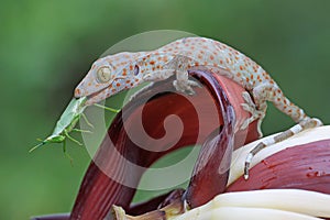 A young tokay gecko preys on a green grasshopper on a banana flower.