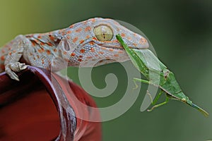A young tokay gecko preys on a green grasshopper on a banana flower.