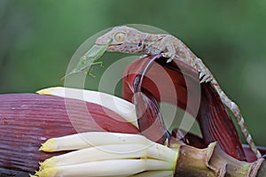 A young tokay gecko preys on a green grasshopper on a banana flower.