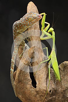 A young tokay gecko preys on a praying mantis on dry wood.