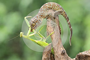 A young tokay gecko preys on a praying mantis on dry wood.