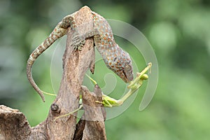 A young tokay gecko preys on a praying mantis on dry wood.