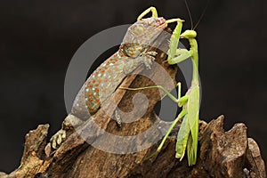 A young tokay gecko preys on a praying mantis on dry wood.