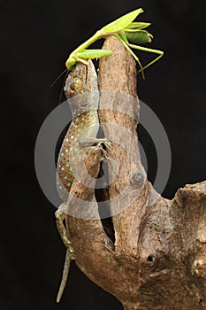 A young tokay gecko preys on a praying mantis on dry wood.