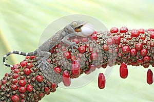 A young tokay gecko is trying to devour a bird`s egg.