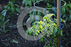 Young tomato garden plant