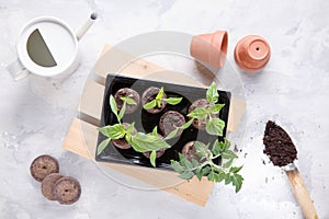 Young tomato and paprika seedling sprouts in the peat tablets. Gardening concept. Top view
