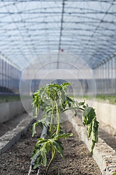 Young tomato plant in bad condition. Greenhouse plant