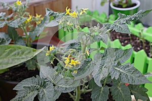 A young tomato plant with flowers and ovaries.