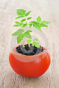 Young tomato plant growing