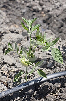 Young tomato plant growing with drip irrigation system