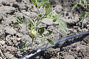 Young tomato plant growing with drip irrigation system photo