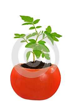 Young tomato plant growing, evolution concept