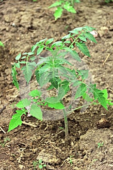 Young tomato plant. Growing tomato in garden