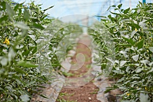 Young tomato plant grown in a greenhouse. Spring home plants concept