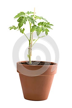 Young tomato plant in a pot isolated