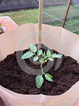 Young tomato plant in soil