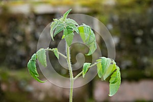 Young tomato plant, tomatoes seedling, organic garden. Closeup, top of tomato plant in greenhouse, hothouse. Front view