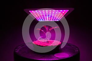 Young tomato plant under LED grow light