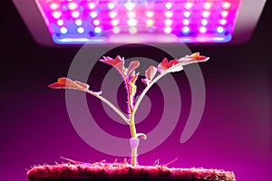 Young tomato plant under LED grow light