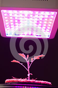 Young tomato plant under LED grow light