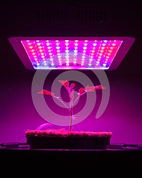 Young tomato plant under LED grow light