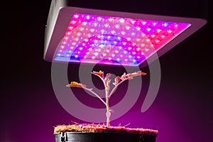 Young tomato plant under LED grow light photo