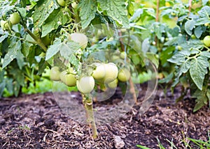 Young tomato in plantation