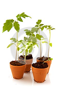 Young tomato plants