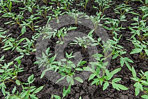 Young tomato plants