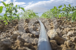 Young tomato plants drip irrigation system. Ground level view