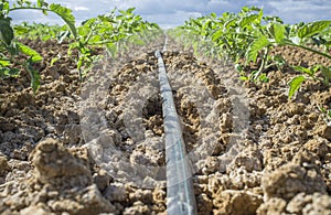 Young tomato plants drip irrigation system. Ground level view