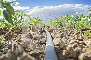 Young tomato plants drip irrigation system. Ground level view photo