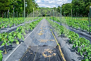 Young tomato plants in the field