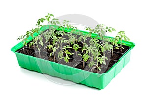 Young tomato plants in germination tray