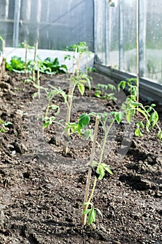 Young tomato plants in greenhouse