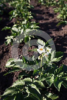 Young tomato plants in the ground.