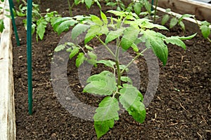 Young tomato plants grow in a greenhouse.