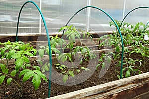 Young tomato plants grow in a greenhouse.