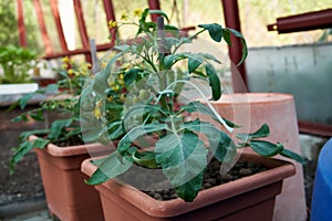 Young tomato plants growing in a greenhouse