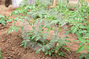 Young tomato plants that are grown in a greenhouse - stem, flower, leaves, blossoms