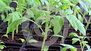 Young tomato plants in a nursery ready for planting in the garden.