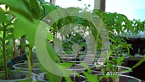 Young Tomato Plants in a Nursery Ready for Planting in the Garden. The Man`s Hand Took the Sapling. Growing Seedlings in