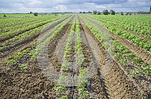 Young tomato plants planted in two lines each furrow photo