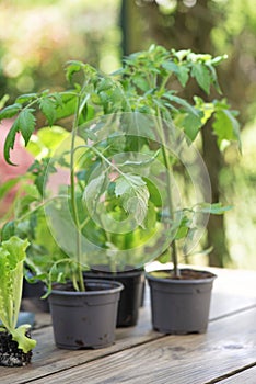 young tomato plants in pot on a wooden table