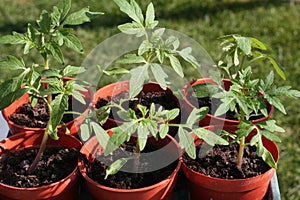 Young tomato plants in pots.