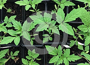 Young tomato plants in sales pots, top down