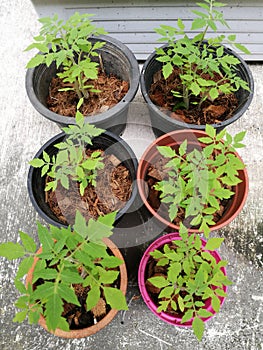 Young tomato plants